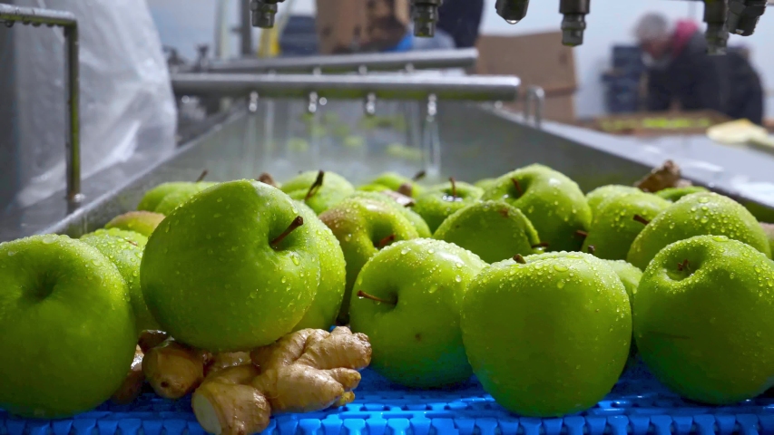 Green apples on conveyor belt, automation to squeeze organic juice. cold pressed juice bottling factory. factory worker loading apples in production line. Fruit packaging warehouse & food processing Royalty-Free Stock Footage #1054715384