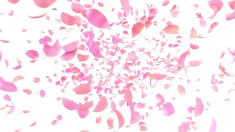 Pink petal explosion animation for happy scenes 