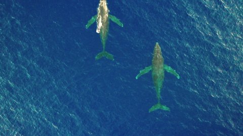 Scenic View Of Humpback Whales Swimming At The Pacific Ocean In Oahu, Hawaii - top drone shot
