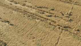 Flying laterally over the wheat field crop after rain 4K aerial video