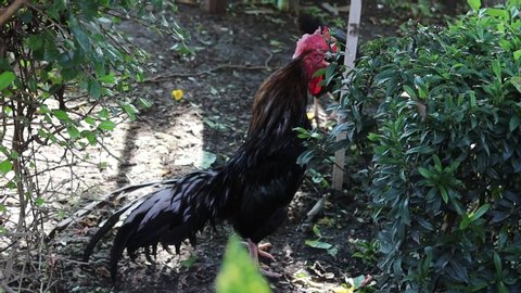 Bantam standing on ground flooring closeup under the tree   for find food eating in the temple with blurred green leaves in the front.