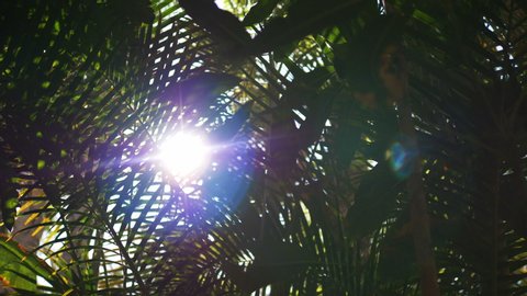 Lens flare behind tropical plants in 4k slow motion 60fps