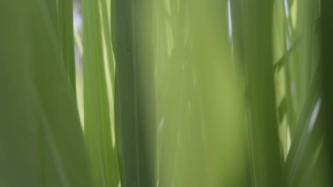 Pretty green lemon grass leaves in the breeze with light flares from the top of the frame