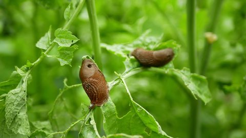 Spanish slug pest Arion vulgaris snail parasitizes on potato leaves Solanum tuberosum potatoes leaf vegetables cabbage lettuce moving garden, eating ripe plant crops. Invasive slug native Spain land