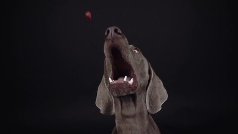 Funny Weimaraner dog catching snack in studio on black background