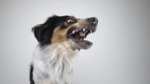 Adult mixed breed Bordernese or Border Collie Bernese Mountain Dog Mix catching flying snack against white background