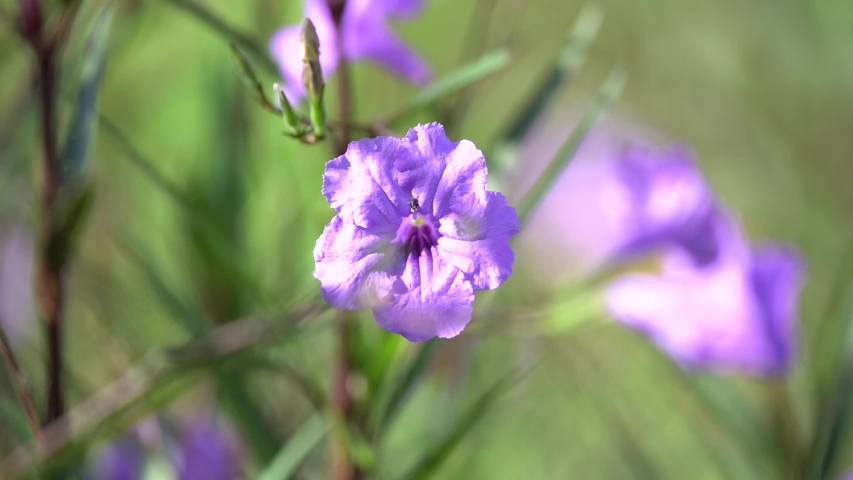 
Insects on the pollen
Insects on flowers, dragonflies, treetops
Purple flower
Hut
Bee collecting pollen
butterfly