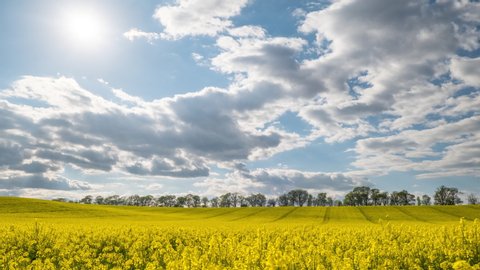 Time lapse canola field. Rapeseed field in bright sunshine and moving clouds, timelapse