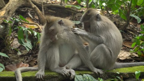Macaques resting and grooming in a park