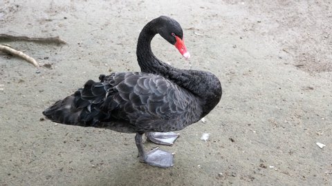Black swan (Cygnus atratus) preening, grooming its feathers to keep them in good condition, native region: Australia, family: Anatidae