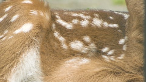 Spotted Whitetail Fawn Chest Breathing Close Up