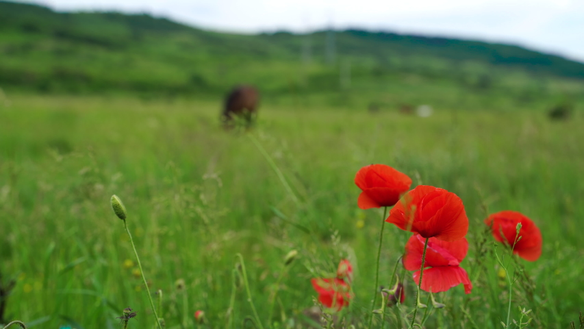 Horses In Field Stock Video Footage - 4K and HD Video Clips | Shutterstock