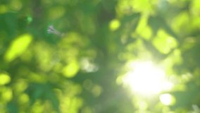 Beautiful green vibrant natural video bokeh abstract background. Defocused leaves of old trees and soft sunset sunlight transparenting through branches.