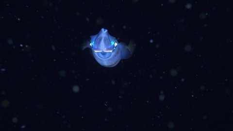 Bigfin Reef Squid - Sepioteuthis lessoniana swimming in the nigth. 4K underwater video. Night diving in Tulamben, Bali, Indonesia. 