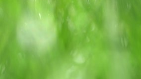 Beautiful green natural floral video bokeh abstract background