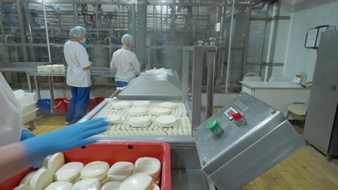 Dairy food production line. Female factory workers at the industrial line packing cheese into plastic pack