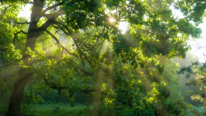 Sun rays emerging though the green tree branches. Magical forest with warm sunbeams illuminating green oak tree. Gimbal high quality shot | Shutterstock HD Video #1054727693