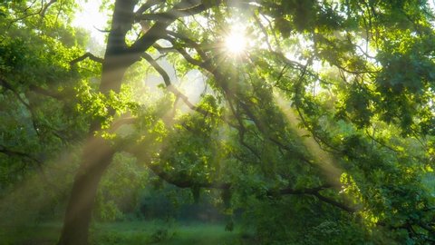 Sun rays emerging though the green tree branches. Magical forest with warm sunbeams illuminating green oak tree. Gimbal high quality shot