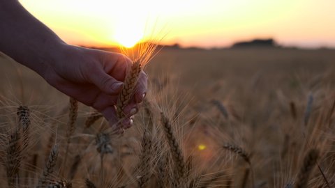 Female Hand Touching Wheat Ear. Sunset on Background