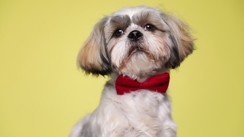 shih tzu clips