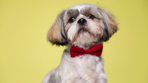 little adorable shih tzu dog looking aside, sitting, wearing a red bowtie, looking at the camera then looking up on yellow studio background