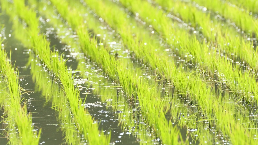 Paddy field in early summer, Nara, Japan. Royalty-Free Stock Footage #1054729706