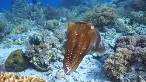 The behaviour of a Broadclub cuttlefish around a pristine reef