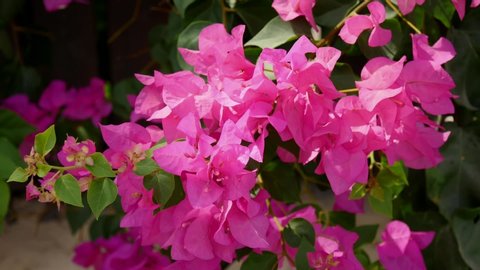 Beautiful pink purple bougainvillea creeper flowers sway in the wind. Beautiful summer floral background and screensaver. Slow motion video. The concept of wildlife, summer vacation and relaxation.