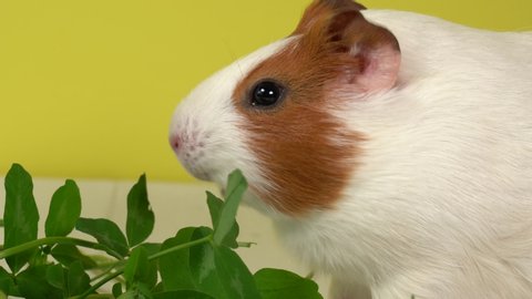 Closeup view 4k video of cute white and brown home guinea pig pet eating fresh green grass with great appetite. Domestic animal eats clover leaves and purple flowers. Studio shot.