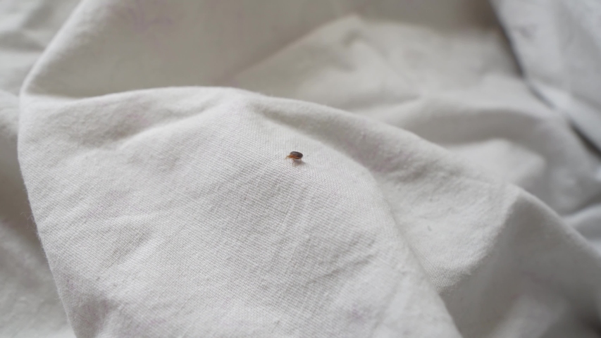 bed bugs in bathroom