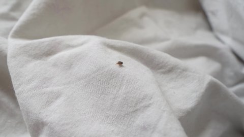 Bed bug crawling on bed linen