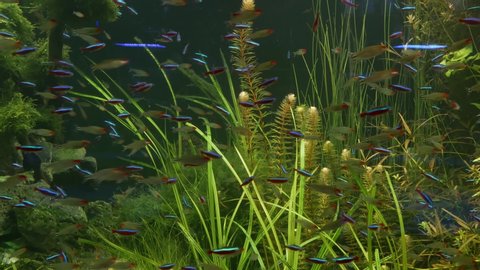 Colorful vivid fluorescent small fishes glow in river fresh water aquarium between green algae and aquatic plants. Luminous shiny ecosystem, vibrant decorative tank with bioluminescent tiny fish