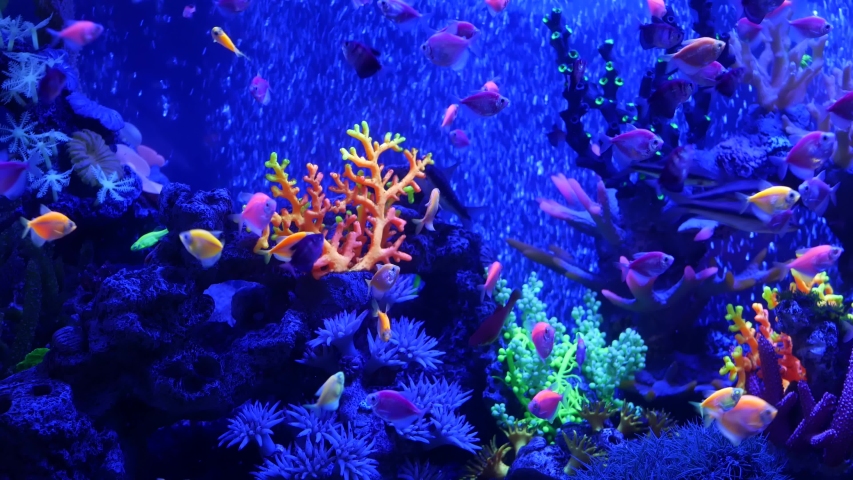 Colorful vivid fishes glow, violet aquarium under ultraviolet uv light. Purple fluorescent tropical aquatic paradise exotic background, luminous shiny ecosystem, vibrant fantasy decorative neon tank. Royalty-Free Stock Footage #1054731860