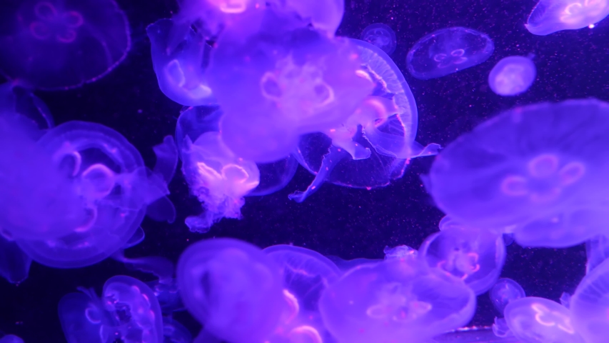Shiny vibrant fluorescent jellyfish glow underwater, dark neon dynamic pulsating ultraviolet blurred background. Fantasy hypnotic mystic pcychedelic dance. Vivid phosphorescent cosmic medusa dancing. Royalty-Free Stock Footage #1054731887