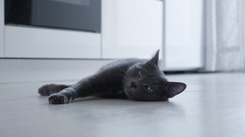 Beautiful gray cat lies on the floor in the kitchen.
