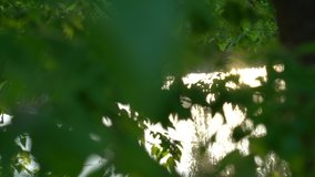 Beautiful green natural abstract video bokeh background. Sunset surface of sunny water seen through dark foliage of old trees growing in forest outside.