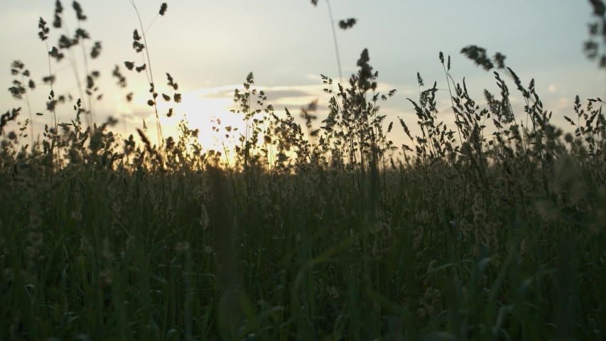Camera movement on a magnificent field with high thick grass at sunset in the opposite light of the sun Royalty-Free Stock Footage #1054733273