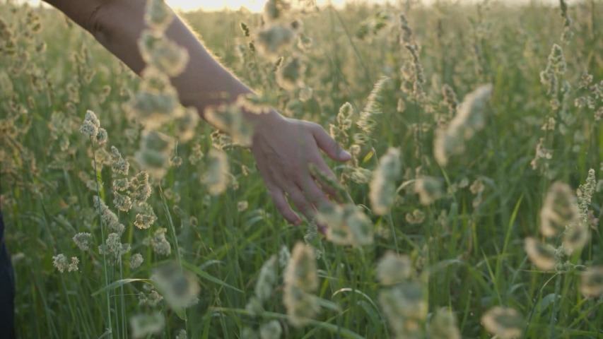 The girl walks through the meadow in thick high grass and her hand touches the tops of the ears in the rays of the sunset in slow motion Royalty-Free Stock Footage #1054733276