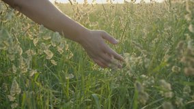 The girl walks through the meadow in thick high grass and her hand touches the tops of the ears in the rays of the sunset in slow motion - Powered by Shutterstock - Get 15% off with code: PIKWIZARD15