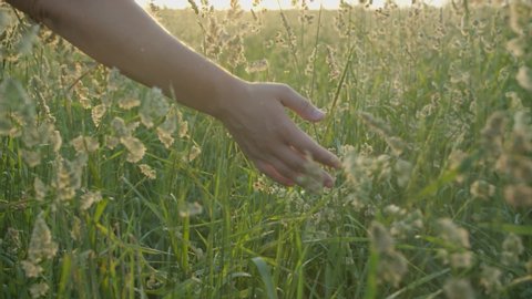 The girl walks through the meadow in thick high grass and her hand touches the tops of the ears in the rays of the sunset in slow motion