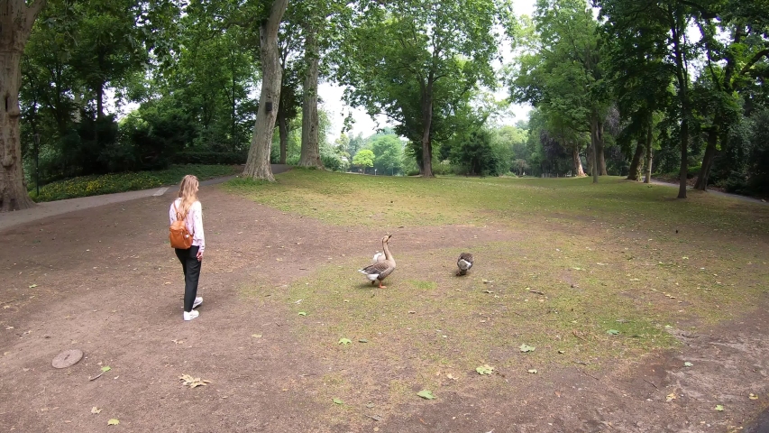 Birds gooses, ducks in Dusseldorf city park near lake, Germany, 2020, 4K