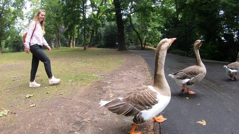 Birds gooses, ducks in Dusseldorf city park near lake, Germany, 2020, 4K