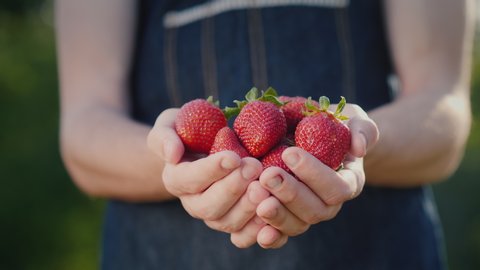 Male farmer holds some large strawberry berries in his hands