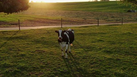 Black and white Holstein cow in meadow during sunset looks directly at drone camera