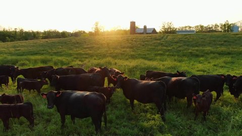 Meat production, aerial above grass-fed angus beef cattle in meadow, farm and sunset in distance