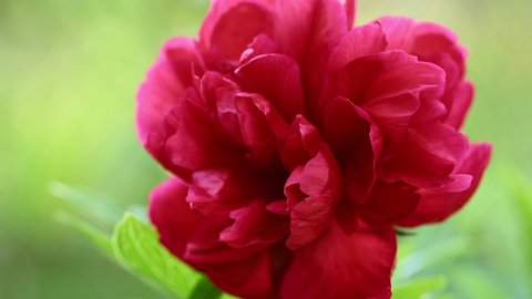 Fresh Red Peony Background Red Blooming Stock Footage Video (100%