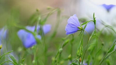 Flax (Linum usitatissimum) - close-up flowers and capsules. Spring flowers swaying in the light breeze natural background.