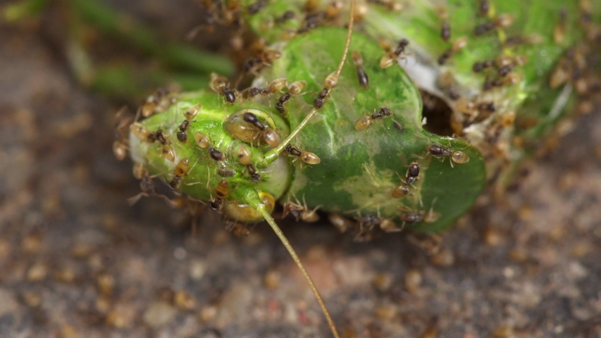 Many ants eat a green grasshopper insect - Macro Shot