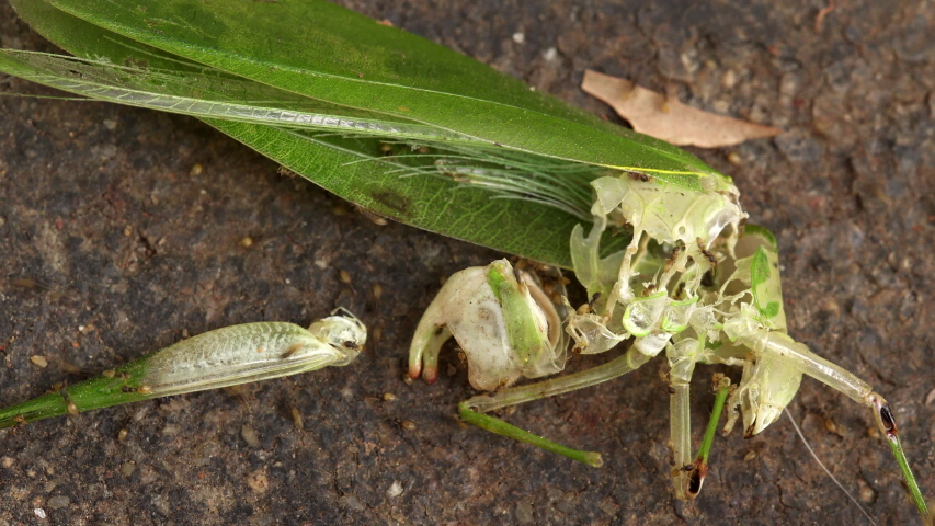 Many ants eat a green grasshopper insect - Macro Shot