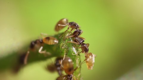 Many ants eat a green grasshopper insect's leg - Macro Shot